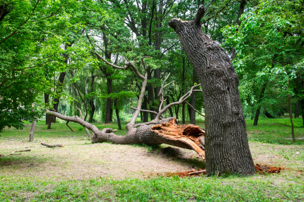 Tree and Shrub Care in Beechwood Trails, OH